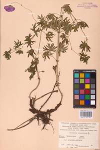 Geranium sanguineum L., Eastern Europe, South Ukrainian region (E12) (Ukraine)