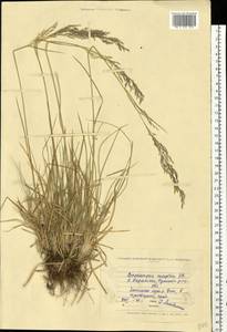 Deschampsia cespitosa (L.) P.Beauv., Eastern Europe, North Ukrainian region (E11) (Ukraine)