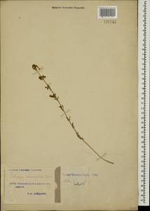 Satureja macrantha C.A.Mey., Caucasus, Azerbaijan (K6) (Azerbaijan)