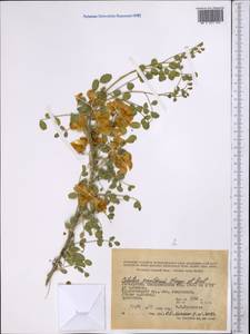 Colutea paulsenii, Middle Asia, Pamir & Pamiro-Alai (M2) (Uzbekistan)