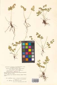 Thalictrum alpinum L., Siberia, Chukotka & Kamchatka (S7) (Russia)