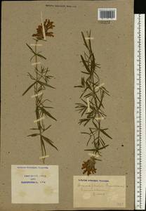 Dracocephalum ruyschiana L., Eastern Europe, North Ukrainian region (E11) (Ukraine)