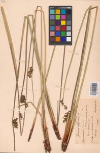 Juncus effusus L., Eastern Europe, Central forest-and-steppe region (E6) (Russia)