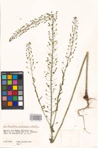 Camelina microcarpa Andrz. ex DC., Eastern Europe, Moscow region (E4a) (Russia)