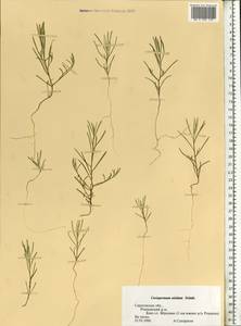 Corispermum nitidum Kit. ex Schult., Eastern Europe, Lower Volga region (E9) (Russia)