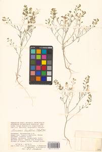 Meniocus linifolius (Stephan ex Willd.) DC., Eastern Europe, Lower Volga region (E9) (Russia)