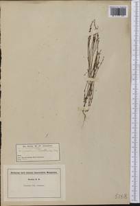 Hypericum gentianoides (L.) Britton, E. E. Sterns & Poggenb., America (AMER) (United States)