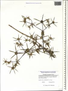 Eryngium caucasicum Trautv., Caucasus, Azerbaijan (K6) (Azerbaijan)