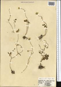 Ranunculus afghanicus Aitch. & Hemsl., Middle Asia, Western Tian Shan & Karatau (M3) (Tajikistan)