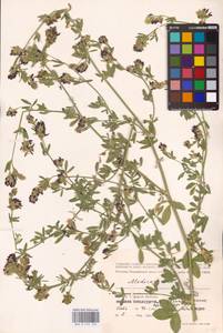 Medicago sativa L., Eastern Europe, Lower Volga region (E9) (Russia)