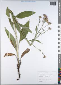 Saussurea amara (L.) DC., Siberia, Russian Far East (S6) (Russia)