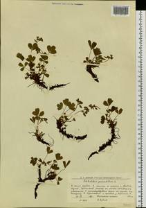 Sibbaldia procumbens L., Eastern Europe, Northern region (E1) (Russia)