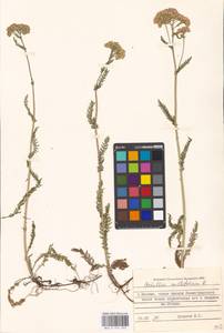 Achillea millefolium L., Eastern Europe, Moscow region (E4a) (Russia)
