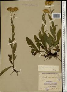 Pentanema oculus-christi (L.) D. Gut. Larr., Santos-Vicente, Anderb., E. Rico & M. M. Mart. Ort., Caucasus, Georgia (K4) (Georgia)