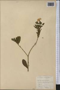 Catharanthus roseus (L.) G. Don, America (AMER) (Cuba)