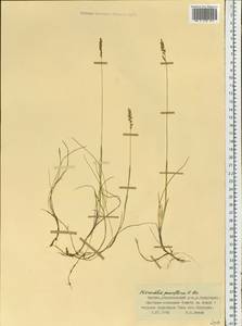 Anthoxanthum arcticum Veldkamp, Siberia, Yakutia (S5) (Russia)