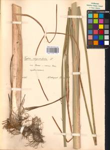 Typha angustifolia L., Eastern Europe, Moscow region (E4a) (Russia)