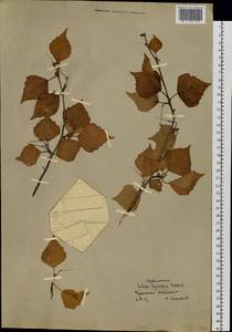 Betula pendula subsp. mandshurica (Regel) Ashburner & McAll., Siberia, Chukotka & Kamchatka (S7) (Russia)