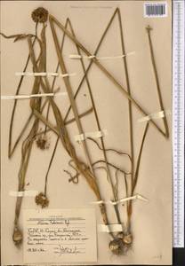 Allium fetisowii Regel, Middle Asia, Western Tian Shan & Karatau (M3) (Uzbekistan)