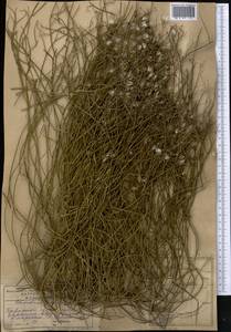 Chondrilla ambigua Fisch. ex Kar. & Kir., Middle Asia, Caspian Ustyurt & Northern Aralia (M8) (Kazakhstan)