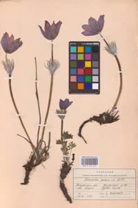 Pulsatilla patens (L.) Mill., Eastern Europe, Middle Volga region (E8) (Russia)