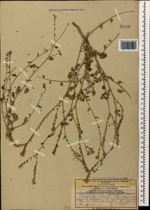 Heliotropium szovitsii (Stev.) Stschegl., Caucasus, Armenia (K5) (Armenia)