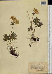 Anemonastrum narcissiflorum subsp. crinitum (Juz.) Raus, Siberia, Altai & Sayany Mountains (S2) (Russia)