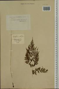 Cystopteris sudetica A. Braun & Milde, Siberia, Western Siberia (S1) (Russia)