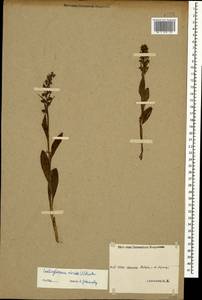 Dactylorhiza viridis (L.) R.M.Bateman, Pridgeon & M.W.Chase, Caucasus, Stavropol Krai, Karachay-Cherkessia & Kabardino-Balkaria (K1b) (Russia)