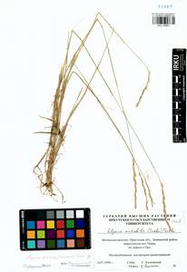 Elymus fibrosus (Schrenk) Tzvelev, Siberia, Baikal & Transbaikal region (S4) (Russia)