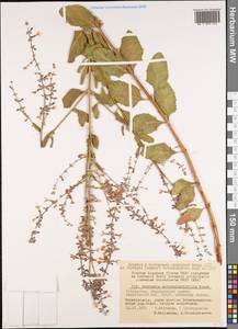 Salvia scrophulariifolia (Bunge) B.T.Drew, Middle Asia, Pamir & Pamiro-Alai (M2) (Uzbekistan)