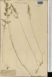 Deschampsia cespitosa (L.) P.Beauv., Mongolia (MONG) (Mongolia)