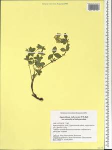 Argyrolobium biebersteinii P.W.Ball, Caucasus, Black Sea Shore (from Novorossiysk to Adler) (K3) (Russia)