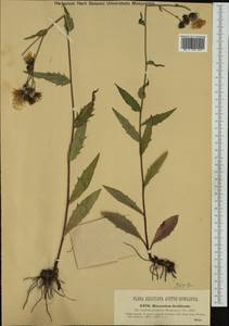Hieracium laevigatum subsp. gothicum (Fr.) Celak., Western Europe (EUR) (Italy)