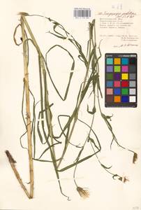 Tragopogon podolicus Besser ex DC., Eastern Europe, Lower Volga region (E9) (Russia)