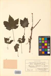 Ribes latifolium Jancz., Siberia, Russian Far East (S6) (Russia)