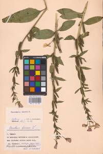 Oenothera biennis L., Eastern Europe, Western region (E3) (Russia)