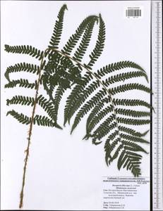 Dryopteris filix-mas (L.) Schott, Eastern Europe, Central region (E4) (Russia)