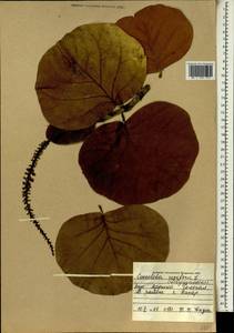 Coccoloba uvifera (L.) L., Africa (AFR) (Senegal)