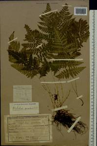 Dryopteris carthusiana (Vill.) H. P. Fuchs, Eastern Europe, Central region (E4) (Russia)