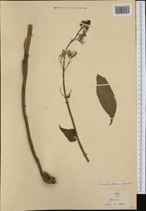 Centranthus ruber (L.) DC., Western Europe (EUR) (France)