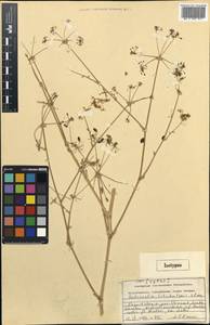 Autumnalia botschantzevii Pimenov, Middle Asia, Western Tian Shan & Karatau (M3) (Kazakhstan)