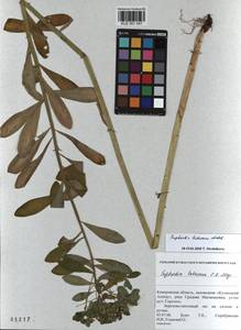 KUZ 001 547, Euphorbia pilosa L., Siberia, Altai & Sayany Mountains (S2) (Russia)