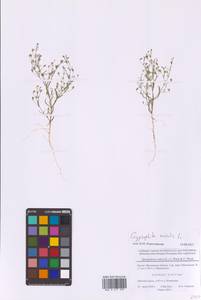 Psammophiliella muralis (L.) Ikonn., Eastern Europe, Moscow region (E4a) (Russia)