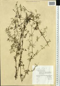 Galium mollugo L., Eastern Europe, North-Western region (E2) (Russia)