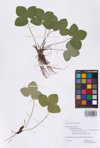 Hepatica nobilis Schreb., Eastern Europe, Central region (E4) (Russia)