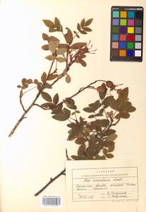 Rosa acicularis Lindl., Siberia, Russian Far East (S6) (Russia)