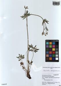 Ranunculus submarginatus Ovcz., Siberia, Altai & Sayany Mountains (S2) (Russia)