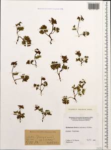 Corydalis conorhiza Ledeb., Caucasus, Stavropol Krai, Karachay-Cherkessia & Kabardino-Balkaria (K1b) (Russia)