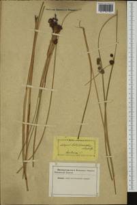 Scirpoides holoschoenus (L.) Soják, Western Europe (EUR) (Not classified)